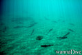scuba diving photo