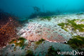 scuba diving photo