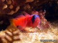scuba diving photo