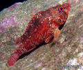 scuba diving photo