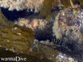 scuba diving photo