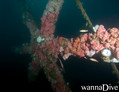 scuba diving photo