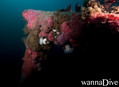 scuba diving photo