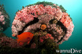 scuba diving photo