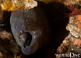 scuba diving photo