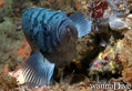scuba diving photo