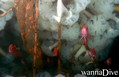 scuba diving photo