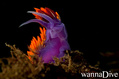 scuba diving photo