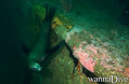 scuba diving photo