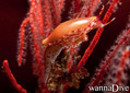 scuba diving photo