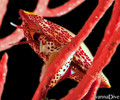 scuba diving photo