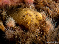 scuba diving photo