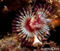 scuba diving photo