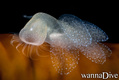 scuba diving photo