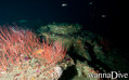 scuba diving photo
