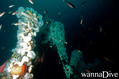 scuba diving photo
