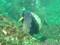 scuba diving photo