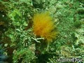 scuba diving photo