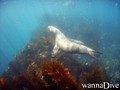 scuba diving photo