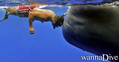 scuba diving photo