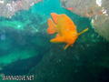 scuba diving photo