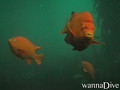 scuba diving photo