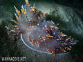 scuba diving photo