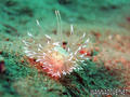 scuba diving photo