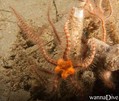 scuba diving photo