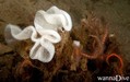 scuba diving photo