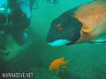 scuba diving photo