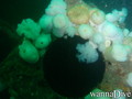 scuba diving photo