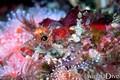 scuba diving photo