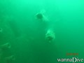 scuba diving photo