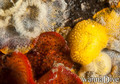 scuba diving photo