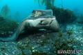 scuba diving photo
