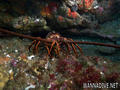 scuba diving photo