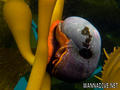 scuba diving photo