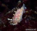 scuba diving photo