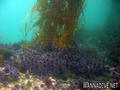 scuba diving photo