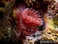scuba diving photo