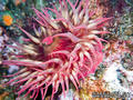 scuba diving photo