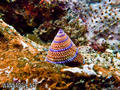 scuba diving photo