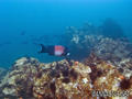 scuba diving photo