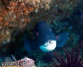 scuba diving photo