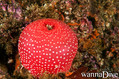 scuba diving photo