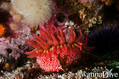 scuba diving photo