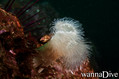scuba diving photo