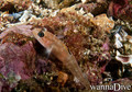scuba diving photo
