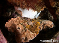 scuba diving photo